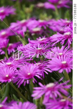 ピンクの花のマツバギク ピンクの花のマツバギク 77386180