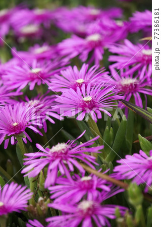 マツバギクのピンクの花 マツバギクのピンクの花 77386181