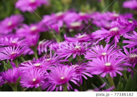 ピンクの花のマツバギク ピンクの花のマツバギク 77386182