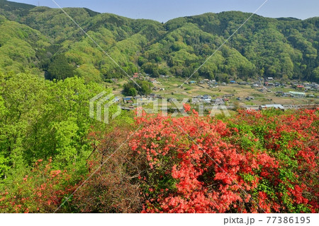埼玉県寄居町金尾山のツツジ　Azalea in Kanaosan Yorii-town 77386195