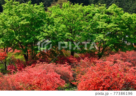 埼玉県寄居町金尾山のツツジ　Azalea in Kanaosan Yorii-town 77386196