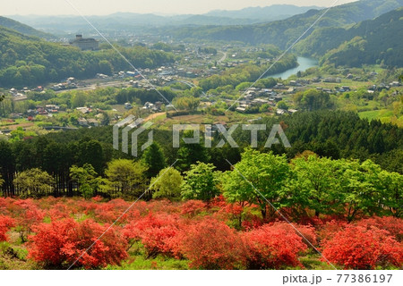 埼玉県寄居町金尾山のツツジ Azalea in Kanaosan Yorii-town 埼玉県寄居町金尾山のツツジ Azalea in Kanaosan Yorii-town 77386197