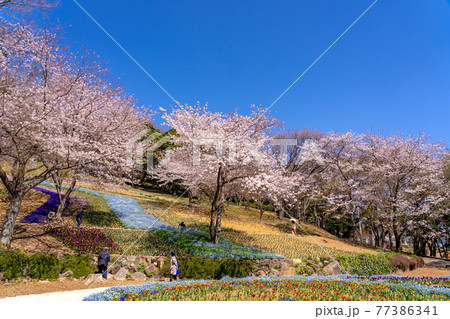 山口県下関市 春のトルコチューリップ園 山口県下関市 春のトルコチューリップ園 77386341