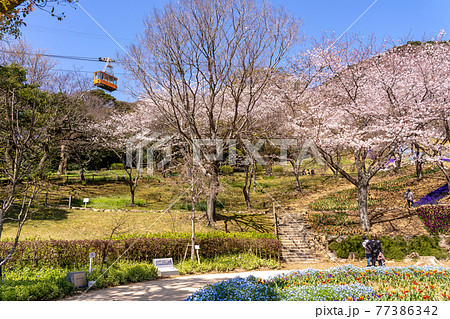山口県下関市 火の山公園からのトルコチューリップ園とロープウェイのゴンドラ 山口県下関市 火の山公園からのトルコチューリップ園とロープウェイのゴンドラ 77386342