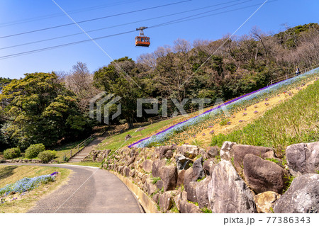 山口県下関市 火の山公園からのトルコチューリップ園とロープウェイのゴンドラ 山口県下関市 火の山公園からのトルコチューリップ園とロープウェイのゴンドラ 77386343