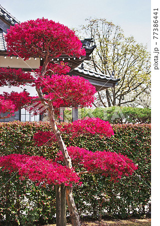 茅ヶ崎市成就院の鮮やかなトキワマンサクの花の写真素材