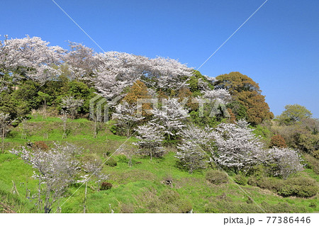 東御崎海岸横の山の桜③ 77386446