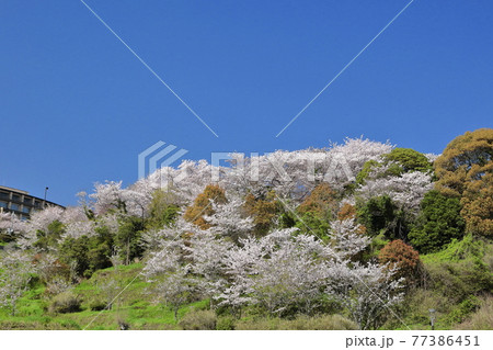 御崎海岸遊歩道より御崎公園の桜を見る 77386451