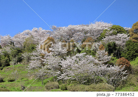 御崎海岸遊歩道より御崎公園の桜を見る 77386452