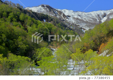 雨飾高原のブナ 77386455