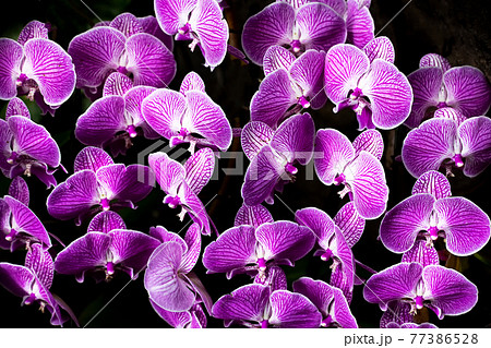 ボタニカルライフで心を癒す色とりどりの植物たち 77386528