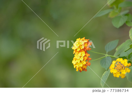 ボタニカルライフで心を癒す色とりどりの植物たち ボタニカルライフで心を癒す色とりどりの植物たち 77386734
