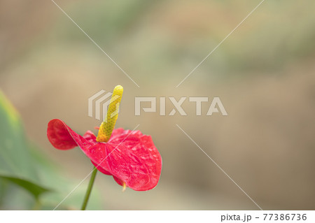 ボタニカルライフで心を癒す色とりどりの植物たち ボタニカルライフで心を癒す色とりどりの植物たち 77386736