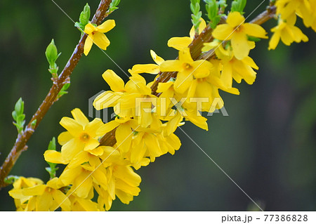 レンギョウの花の写真素材