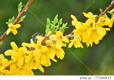 レンギョウの花 77386833