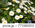 春の花：ノースポール 77386950