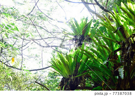 奄美大島 宇検村 シマオオタニワタリの群生 奄美大島 宇検村 シマオオタニワタリの群生 77387038