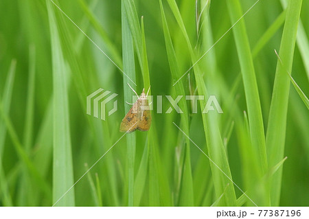 生き物 昆虫 クロモンキノメイガ、見つけたときはこんな感じ。若葉の中では結構目立ちます 生き物 昆虫 クロモンキノメイガ、見つけたときはこんな感じ。若葉の中では結構目立ちます 77387196
