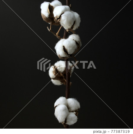 Cotton flower branch. Still life, fine art, dark photography. Head on, medium angle shot, horizontal image style. 77387319