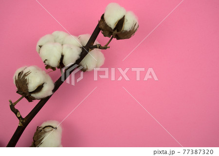 Cotton flower branch flat lay on pink pastel background. Still life, fine art style photography. Top view, high angle, horizontal image style with free, copy space for text, design. Cotton flower branch flat lay on pink pastel background. Still life, fine art style photography. Top view, high angle, horizontal image style with free, copy space for text, design. 77387320