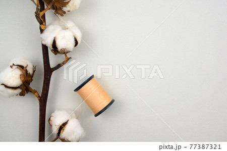 Cotton flower branch with spool of brown thread on white color background. Top view, high angle shot, horizontal image style with free, copy space for text or your design. Cotton flower branch with spool of brown thread on white color background. Top view, high angle shot, horizontal image style with free, copy space for text or your design. 77387321