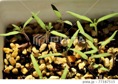 種から発芽したミニトマト苗の写真素材