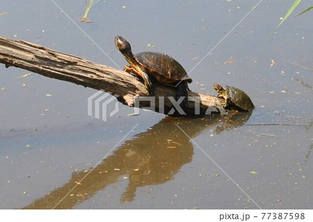 日光浴をする親子亀の写真素材