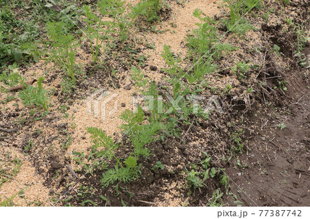 間引き、草取り時期したニンジン畑 間引き、草取り時期したニンジン畑 77387742