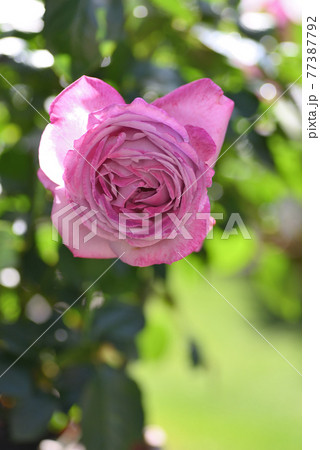 バラ ブルーリバー の写真素材