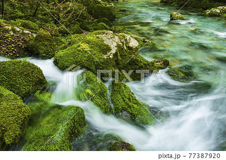 新緑の円原川 77387920