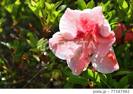 サツキ サツキ 77387982