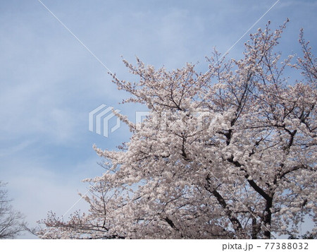 背の高い桜の木 背の高い桜の木 77388032