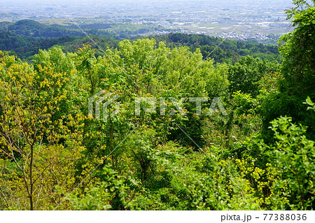 高円山コースから大和三山を望む・五月4 77388036