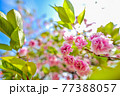 花 桜 春 77388057