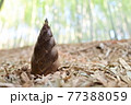 植物 たけのこ 竹 77388059