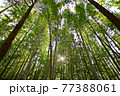 春 たけのこ 竹 77388061