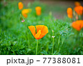 ケシ 花 植物 77388081