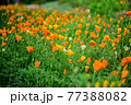 ケシ 花 花畑 77388082