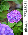 花 植物 アジサイ 77388084
