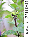 花 植物 アジサイ 77388085