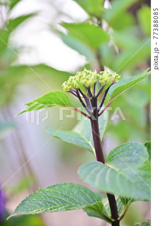 花 植物 アジサイ 77388085