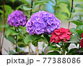 花 植物 アジサイ 77388086