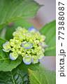 花 植物 アジサイ 77388087