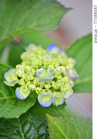 花 植物 アジサイ 77388087