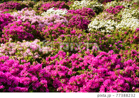 西山公園 つつじ 春 日本の歴史公園100選 西山公園 つつじ 春 日本の歴史公園100選 77388232