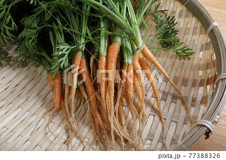間引き、草取り時期したニンジン スタジオ撮影 77388326