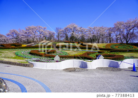 国営みちのく杜の湖畔公園の景色(彩の広場)【宮城県川崎町】 国営みちのく杜の湖畔公園の景色(彩の広場)【宮城県川崎町】 77388413