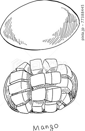 マンゴー 手描き 白黒 ペン画のイラスト素材