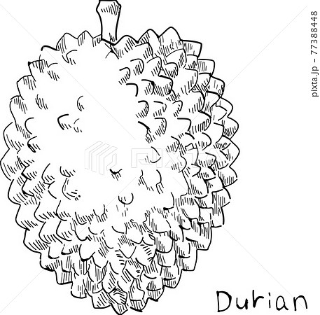 ドリアン 手描き 白黒 ペン画のイラスト素材