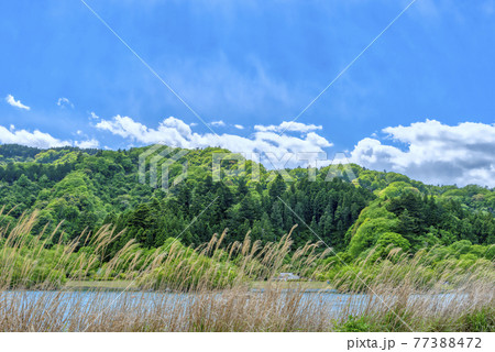 新緑の森 宮ケ瀬ダム湖 ススキ 新緑の森 宮ケ瀬ダム湖 ススキ 77388472